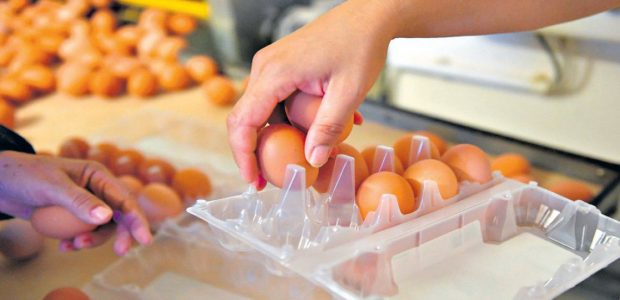 Nota: Diario Popular 22/5/20 Consumidores Libres y la Cámara de Productores Avícolas dicen que aumentó la demanda, los costos son más caros y hay conductas especulativas. El precio de los huevos aumentó casi el 50% […]